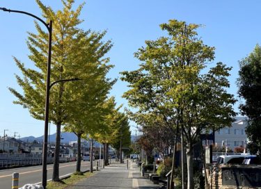 ［和泉市］昨年10月実施「街路樹に関するアンケート」、好意的な回答が過半数