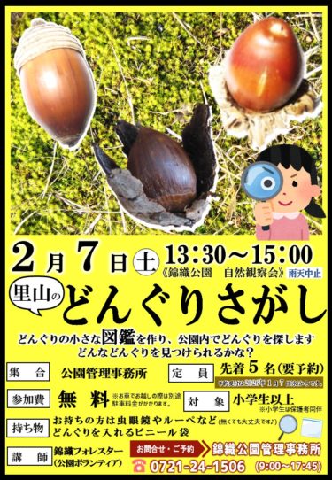 どんぐりさがし