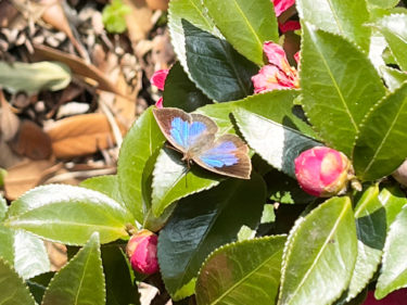 ［堺市南区］ムラサキシジミ【投稿】