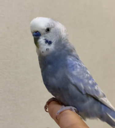 セキセイインコを探しています