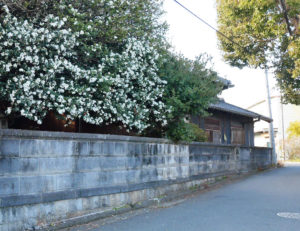 峯野さん宅のサザンカ