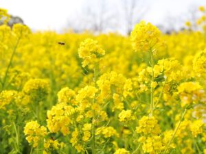 ハーベストの丘　菜の花