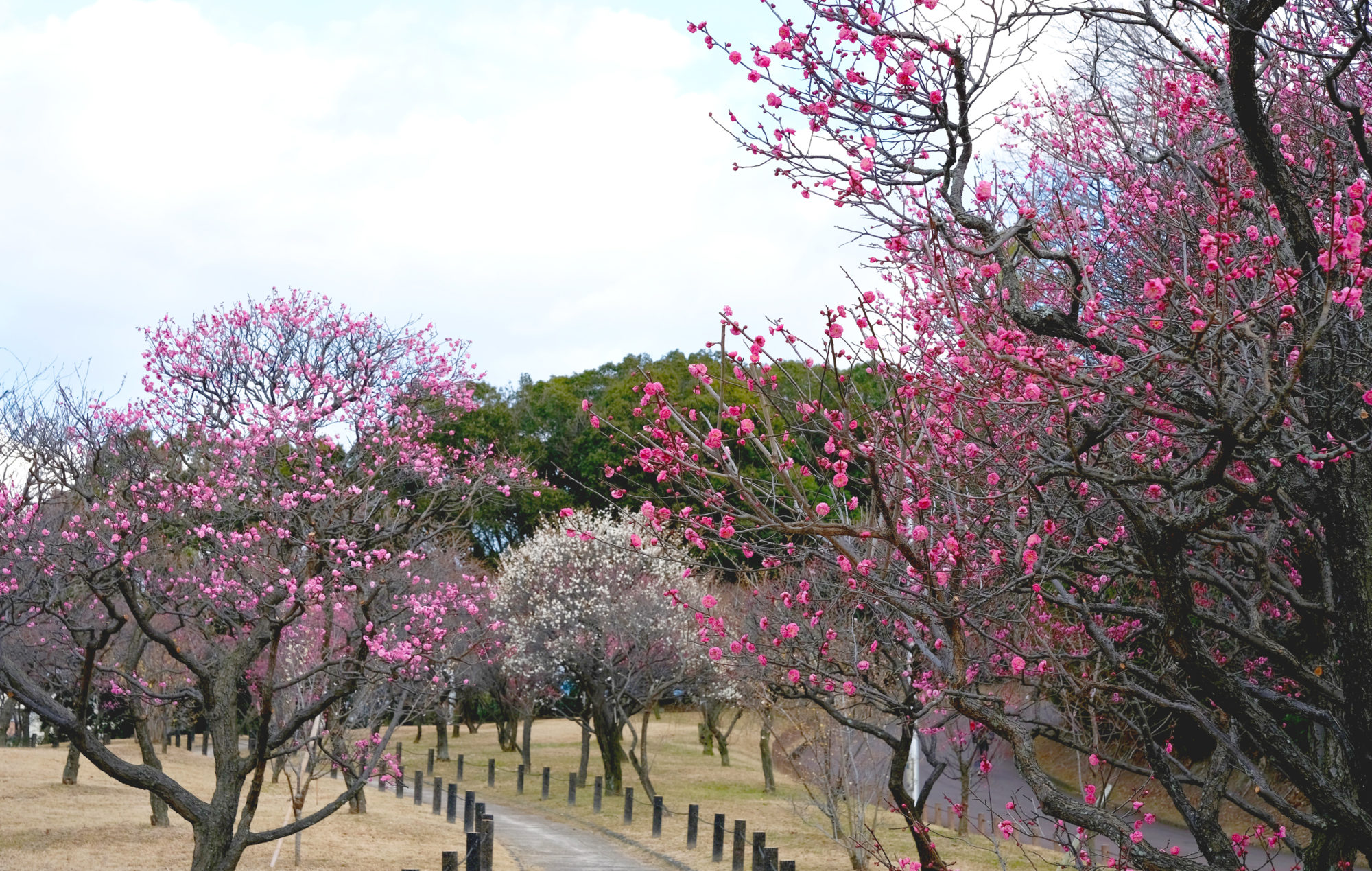2026年1月29日　荒山公園の梅