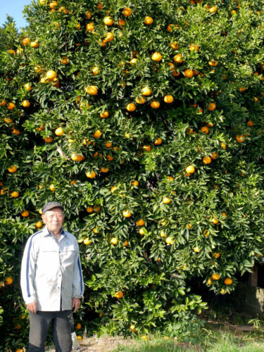 上神谷　峯野さん宅の夏ミカン