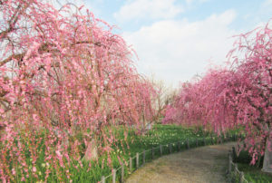 和泉リサイクル環境公園の梅