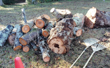 御池台緑道　伐採された桜