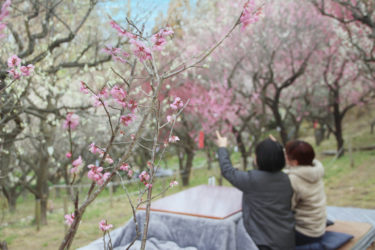［河内長野市］３月８日まで花の文化園で、のんびりこたつで観梅