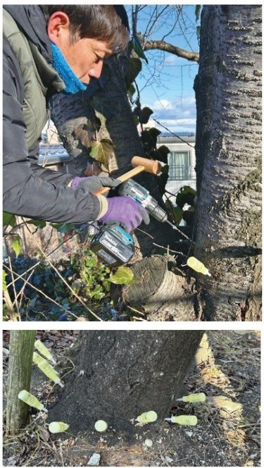 クビアカ対策（薬剤注入）