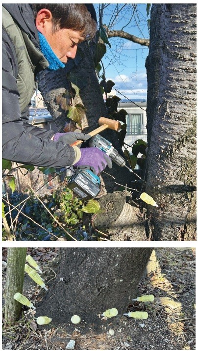 クビアカ対策（薬剤注入）