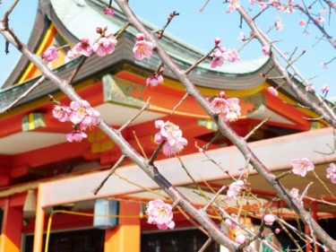 ［堺市南区］多治速比売神社の梅【投稿】