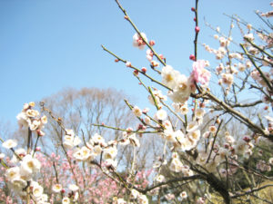 おもいのまま(過去に撮影)公園提供