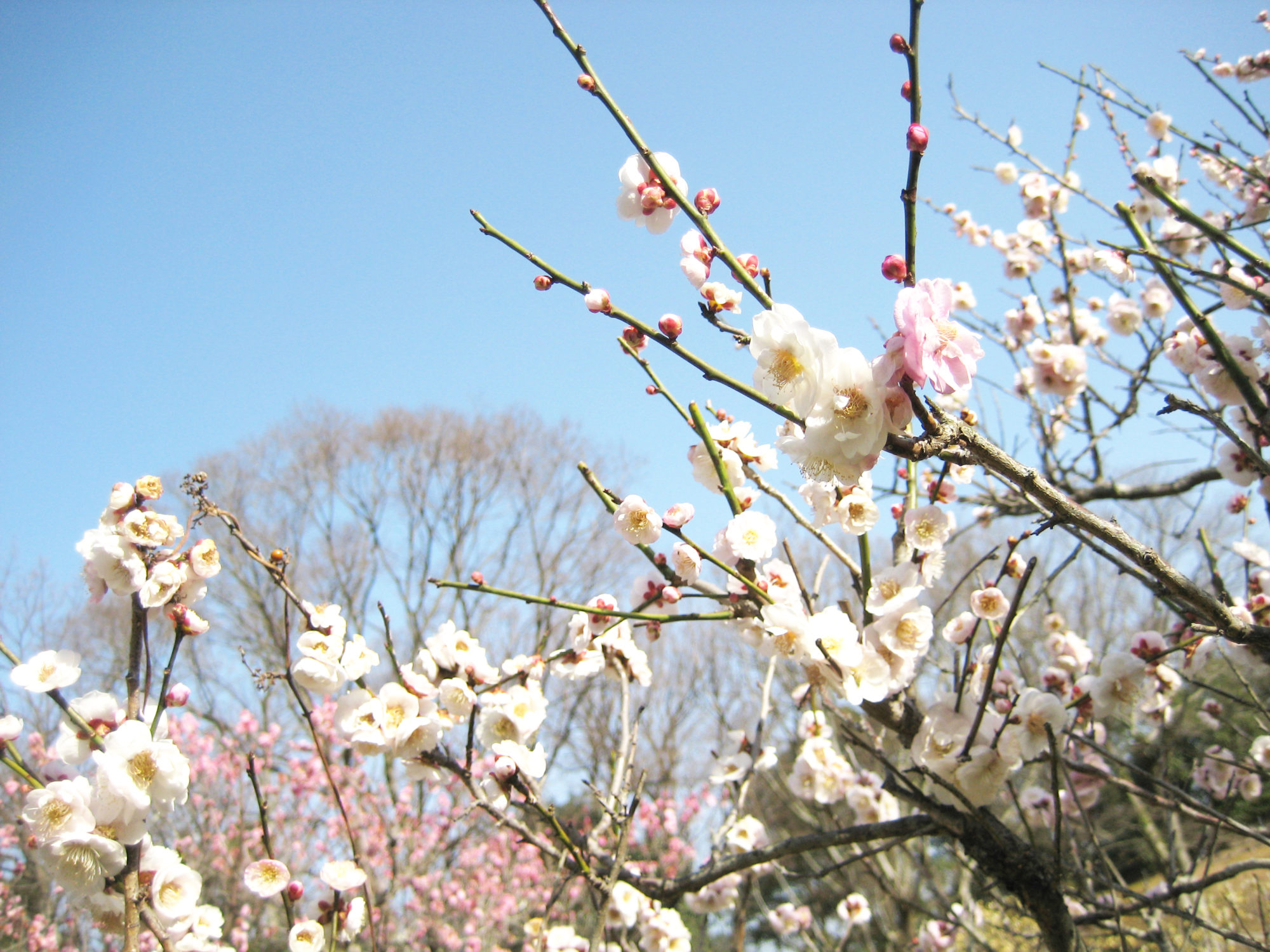 おもいのまま(過去に撮影)公園提供