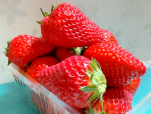 コスモス館　イチゴの摘み取り