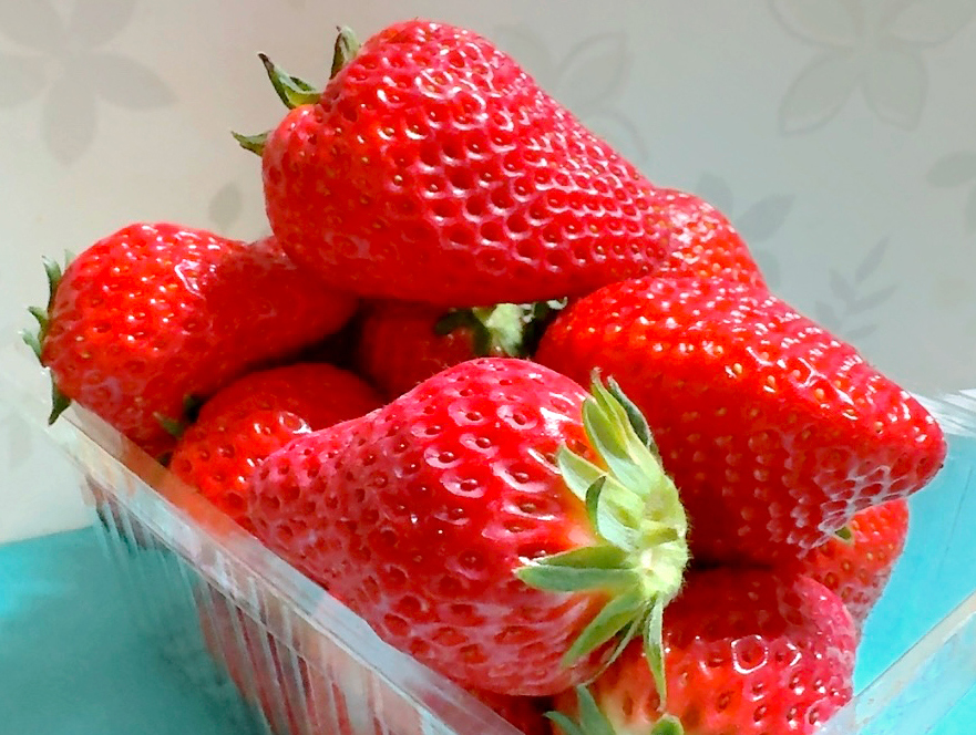 コスモス館　イチゴの摘み取り