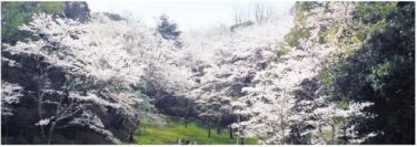 ［大阪狭山市・富田林市・河内長野市］桜の見どころ、おすすめ