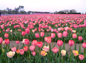 和泉リサイクル環境公園　チューリップ