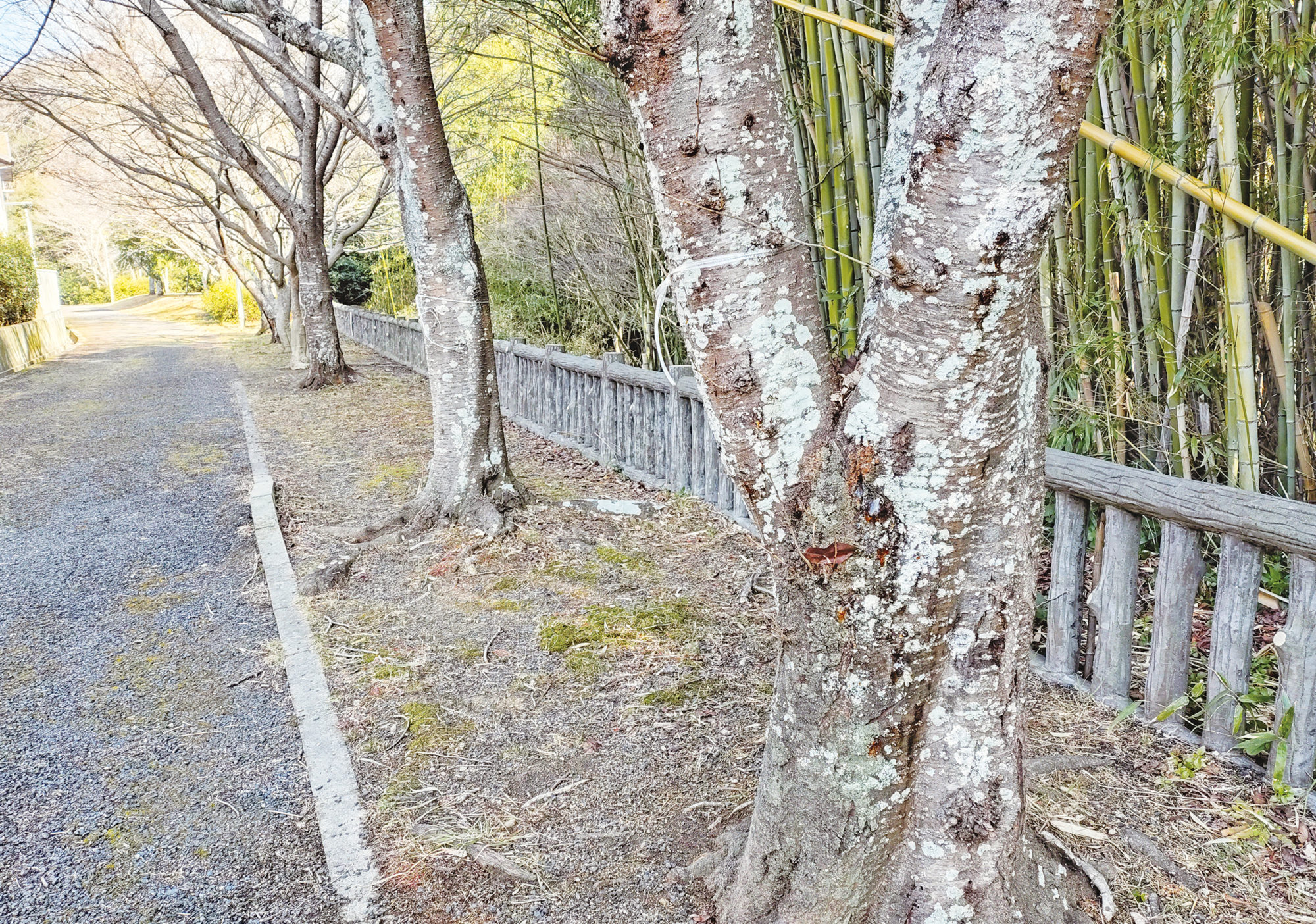 光明台２丁目の桜並木