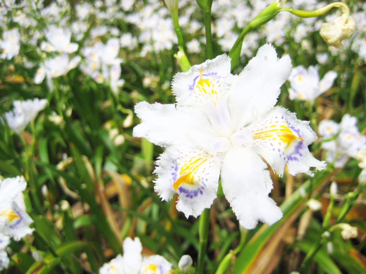 シャガ（昨年４月24日撮影・公園提供）