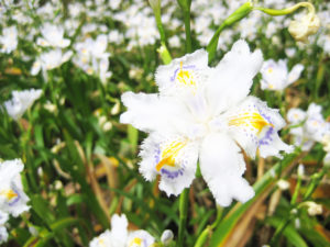 シャガ（昨年４月24日撮影・公園提供）