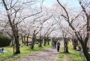 ［堺市南区・和泉市］泉ヶ丘～和泉　桜の見どころ、おすすめ